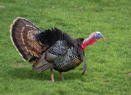 H-404 Pavo